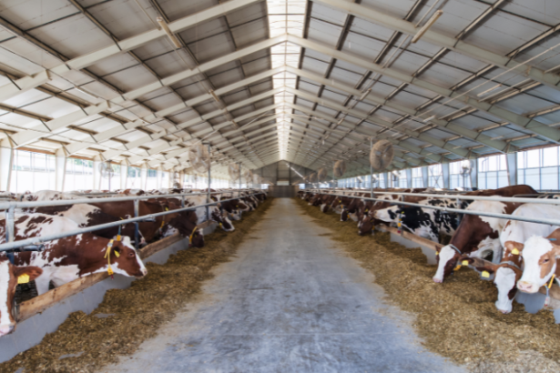 O valor do bem-estar animal na pecuária moderna ganha destaque com João Eustáquio De Almeida Junior, mostrando impactos diretos na produtividade e no mercado.