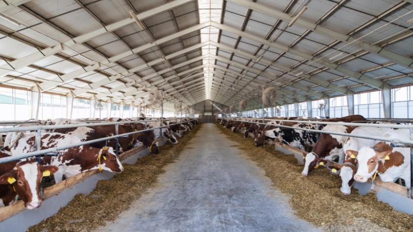O valor do bem-estar animal na pecuária moderna ganha destaque com João Eustáquio De Almeida Junior, mostrando impactos diretos na produtividade e no mercado.